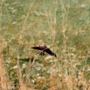 Summer-meadow